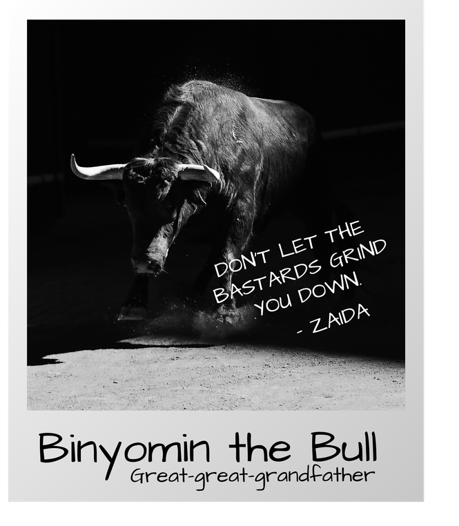 Bull in the shadow.